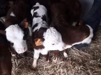 牛只（批次，未指定性别）, Cattle — 照片 6