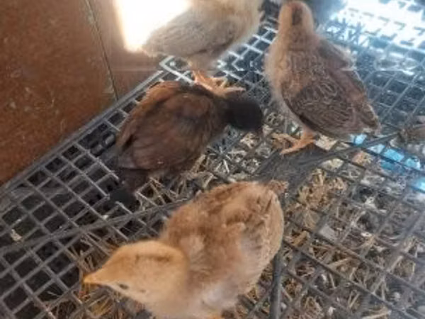 Chickens