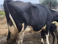 بقرة, Russian Black pied cattle — الصورة 6