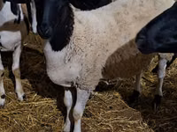 मेढ़ा, Dorper sheep — फ़ोटो 1