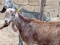 Ziege, Damask goat — Foto 2
