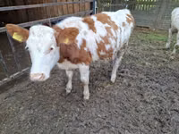 गाय, Simmental cattle — फ़ोटो 1