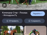 घोड़ा, Thoroughbred horse — फ़ोटो 5
