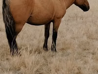 घोड़ा, Mugalzhar horse — फ़ोटो 2