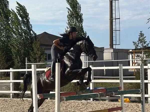 فرس, Friesian sport horse