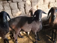 Sheep, Sheep — photo 3