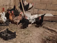 Chickens — 照片 3