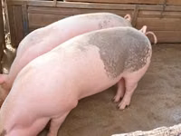 Pigs (batch, sex not specified), Pigs — photo 1