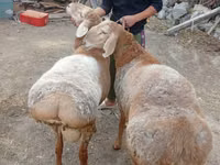 Ram, Arashan sheep — photo 3