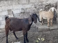 Cabra, Damask goat — foto 1