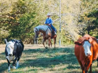 Hengst, Quarter Horse — Foto 8