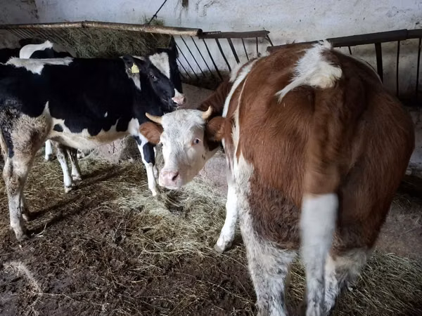 بقرة, Simmental cattle