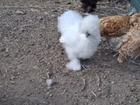 Danish hen — photo 6