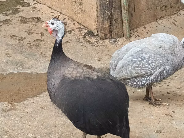 रॉयल पर्पल