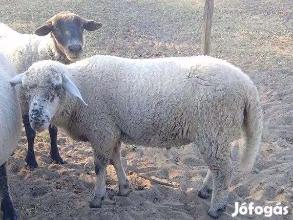 公羊, Sheep