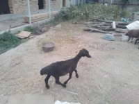 Sheep (batch, sex not specified), Sheep — photo 3
