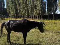 Caballo, Russian warmblood — foto 5