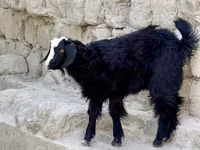 母山羊, Goats — 照片 4