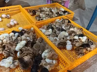 Chickens — photo 1