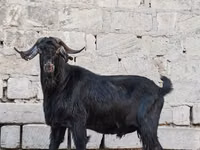 बकरा, बकरियाँ — फ़ोटो 3