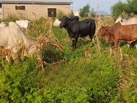 Cow, Cattle — photo 1