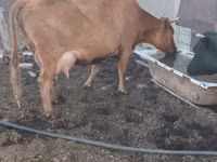 Cow, Kalmyk breed — photo 7