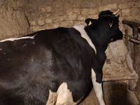 بقرة, Russian Black pied cattle — الصورة 3