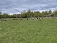 Sheep, Edilbay sheep — photo 5