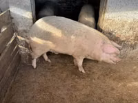 Schweine (Partie, Geschlecht nicht angegeben), Schweine — Foto 2