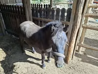 Horse (M), Horses — photo 1