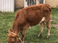 गाय, Simmental cattle — फ़ोटो 1