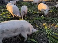 Säue, Schweine — Foto 1