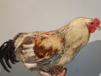 Chickens — Foto 4