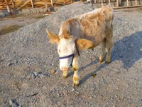 सांड, Swiss cattle — फ़ोटो 2