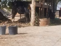 Bull, Cattle — photo 7