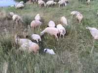 نعجة, Balbas sheep — الصورة 6