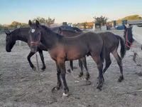 Horse (M), Friesian — photo 1