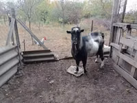 Billy Goat, Goats — photo 2