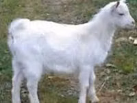 تيس, Saanen goat — الصورة 1