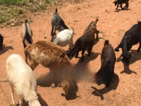 Goats (batch, sex not specified), Goats — photo 2