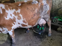 Bulle, Russian Black pied cattle — Foto 3