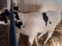 Bull, Russian Black pied cattle — photo 4