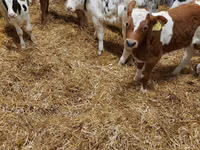 公牛, Limousin cow — 照片 5
