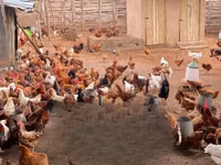 Chickens — photo 8