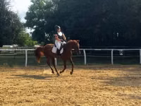 Hengst, Oldenburg horse — Foto 4