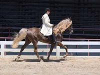 Hengst, Rocky Mountain Horse — Foto 3