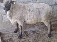 मेढ़ा, Hampshire sheep — फ़ोटो 2