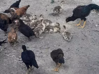 Chickens — الصورة 3