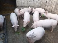 Schweine (Partie, Geschlecht nicht angegeben), Schweine — Foto 3