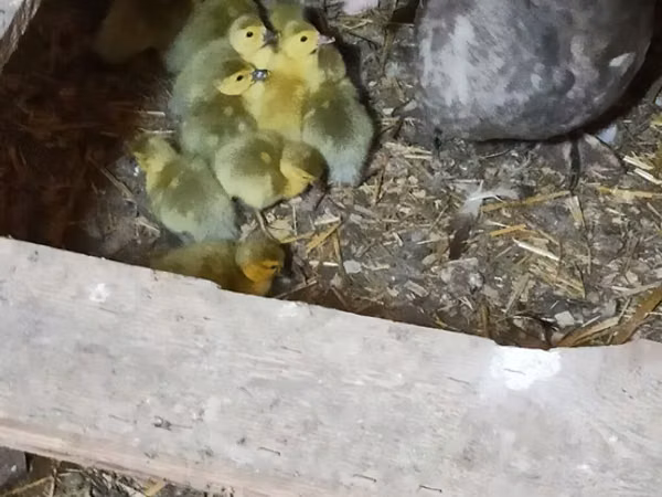 Ducks